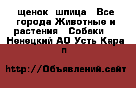 щенок  шпица - Все города Животные и растения » Собаки   . Ненецкий АО,Усть-Кара п.